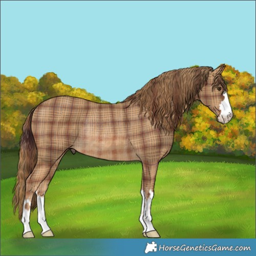 Horse Color:Plaid Chestnut Rabicano