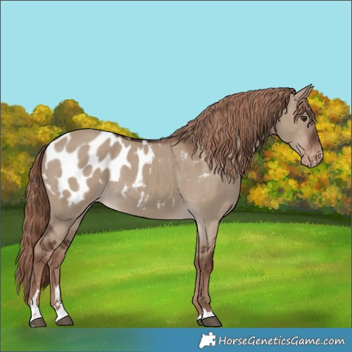 Horse Color:Liver Red Dun Appaloosa Rabicano 