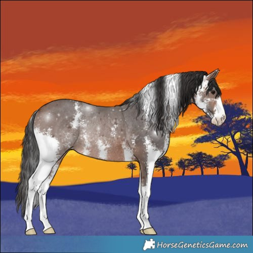 Horse Color:Brown Sabino Rabicano 