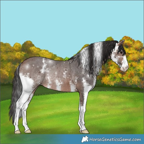 Horse Color:Brown Sabino Rabicano