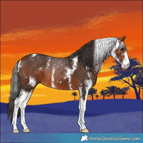 Horse Color:Bay Sabino 