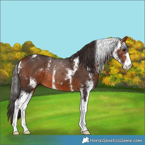 Horse Color:Bay Sabino