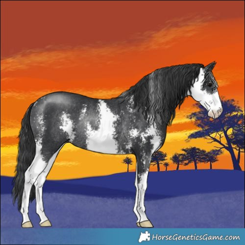 Horse Color:Black Sabino Rabicano 