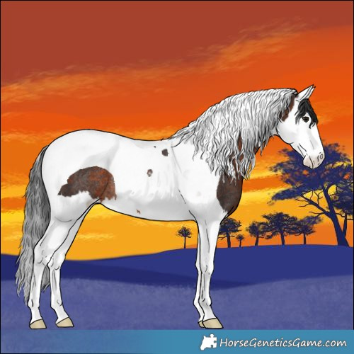 Horse Color:Brown Splash Tobiano Rabicano 