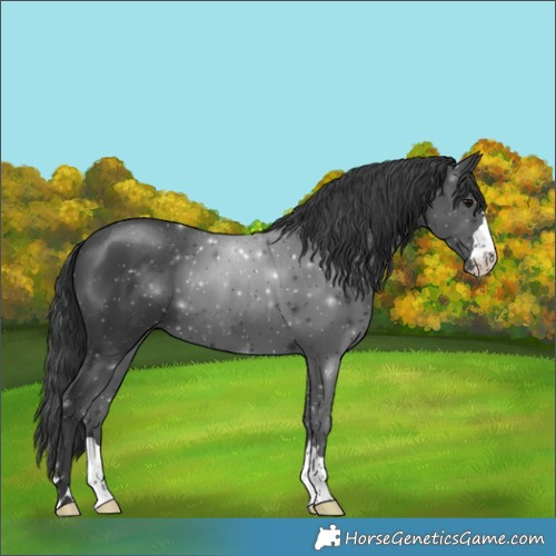 Horse Color:Black 