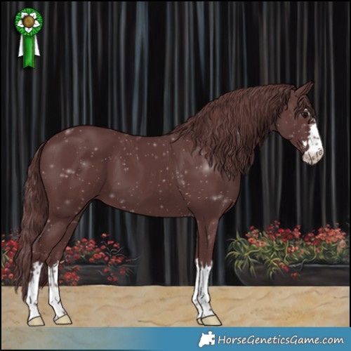 Horse Color:Chocolate Smoky Black 