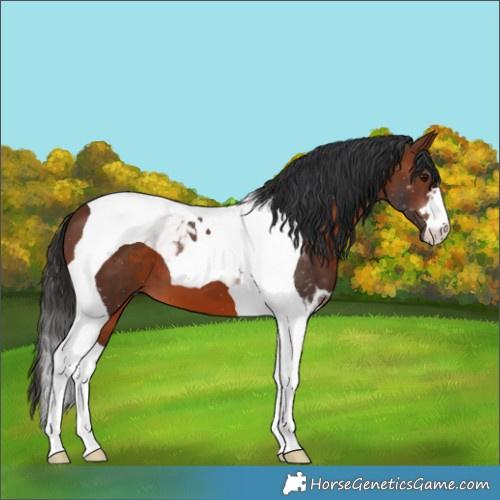 Horse Color:Brown Tobiano