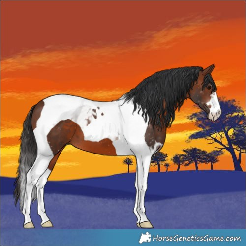 Horse Color:Brown Tobiano 