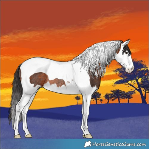 Horse Color:Brown Splash Tobiano Rabicano 