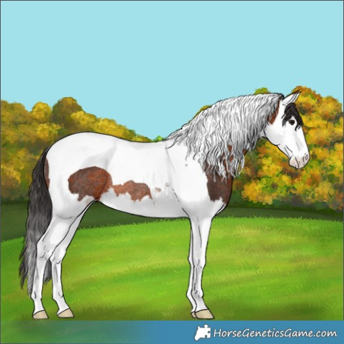 Horse Color:Brown Splash Tobiano Rabicano 