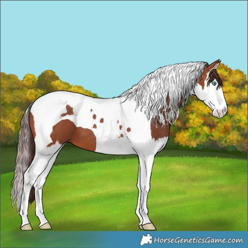 Horse Color:Chocolate Bay Splash Tobiano