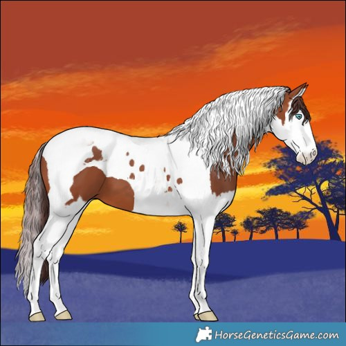 Horse Color:Chocolate Bay Splash Tobiano 