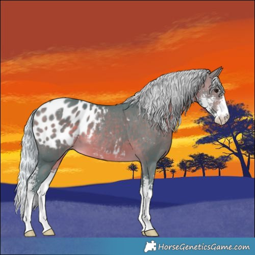 Horse Color:Watercolor Silver Brown Sabino Blanket