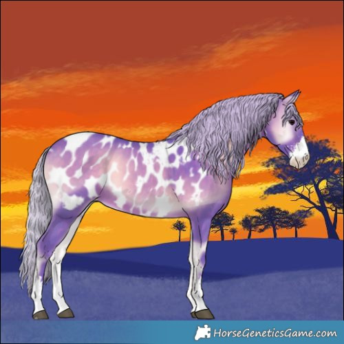 Horse Color:Watercolor Silver Brown Onyx Sabino Appaloosa 