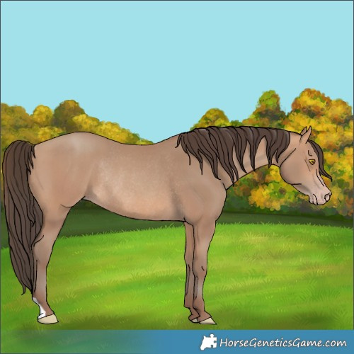 Horse Color:Amber Champagne Rabicano