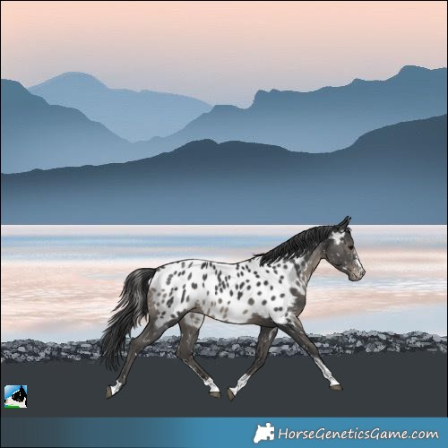 Horse Color:Black Sabino Appaloosa Rabicano 