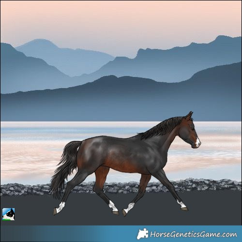 Horse Color:Brown Rabicano 