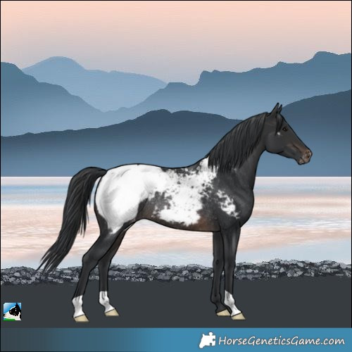 Horse Color:Brown Appaloosa Rabicano 