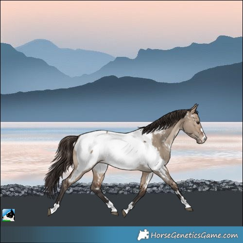 Horse Color:Brown Dun Appaloosa Rabicano 
