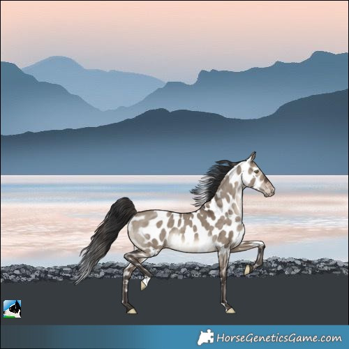 Horse Color:Brown Dun Appaloosa Rabicano 