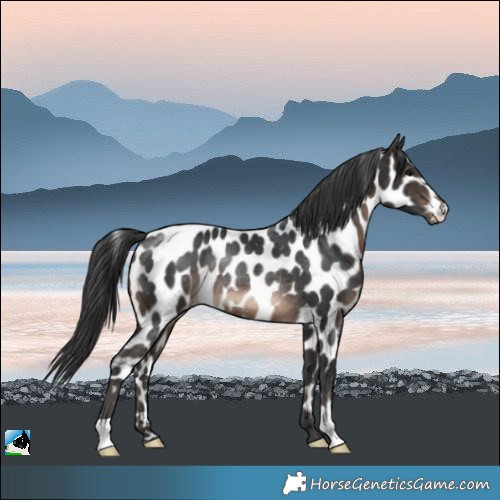 Horse Color:Brown Appaloosa Rabicano 
