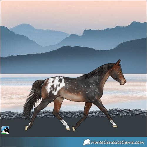 Horse Color:Bay Appaloosa Rabicano 