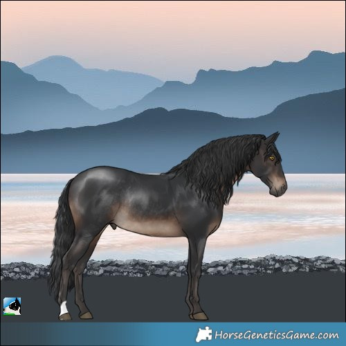 Horse Color:Brown Rabicano 