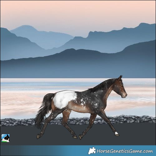 Horse Color:Brown Appaloosa Rabicano