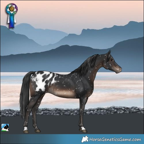 Horse Color:Brown Appaloosa