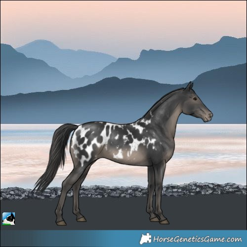 Horse Color:Black Blanket Rabicano 