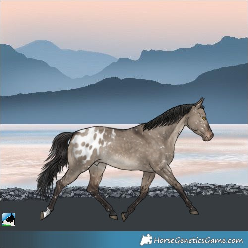 Horse Color:Brown Dun Appaloosa Rabicano 