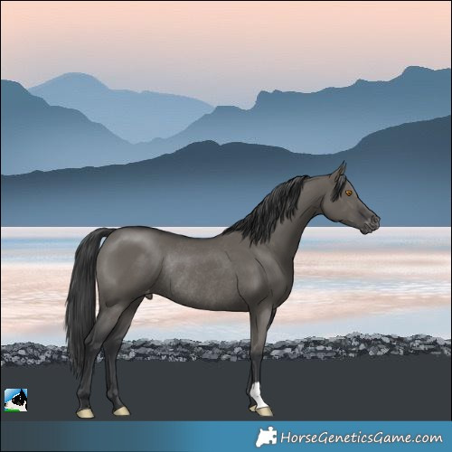Horse Color:Grullo Appaloosa Rabicano 