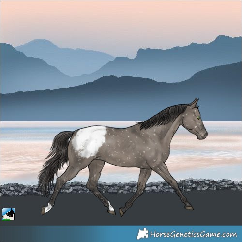 Horse Color:Grullo Appaloosa Rabicano 