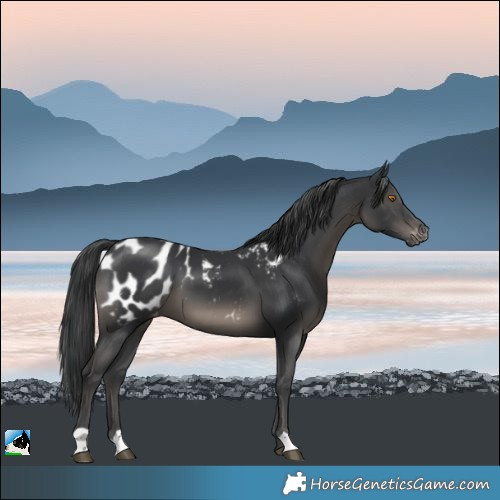 Horse Color:Black Appaloosa 