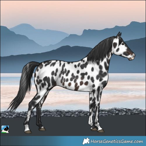 Horse Color:Brown Appaloosa Rabicano 