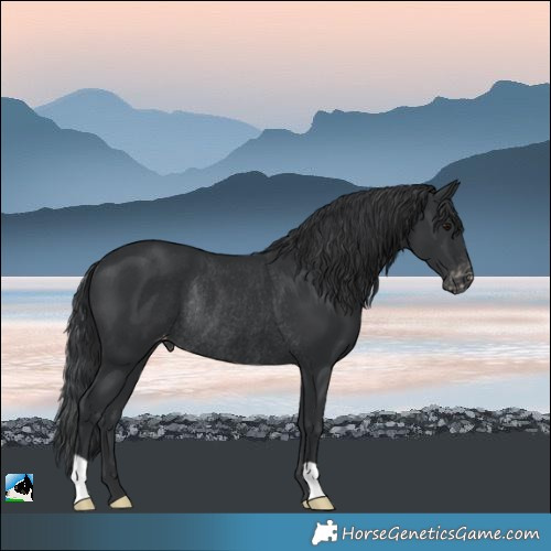 Horse Color:Black Appaloosa Rabicano 