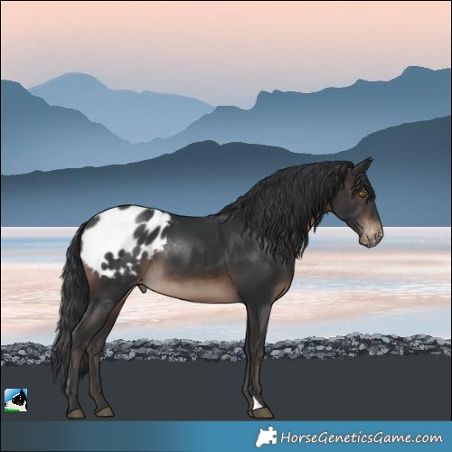 Horse Color:Brown Blanket 