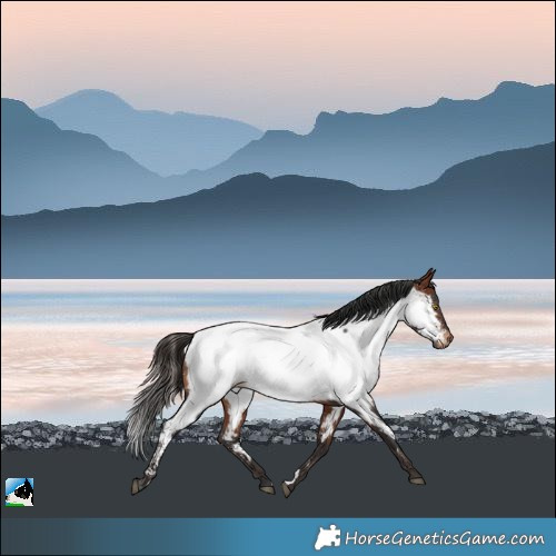 Horse Color:Bay Near Fewspot Rabicano