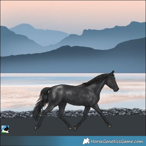 Horse Color:Black Rabicano 