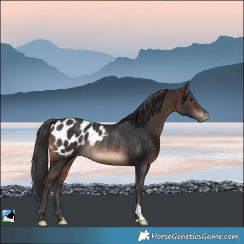 Horse Color:Brown Appaloosa Rabicano