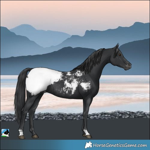 Horse Color:Black Appaloosa Rabicano 