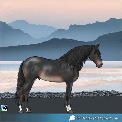 Horse Color:Brown Rabicano 