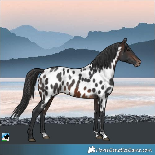 Horse Color:Brown Appaloosa Rabicano 