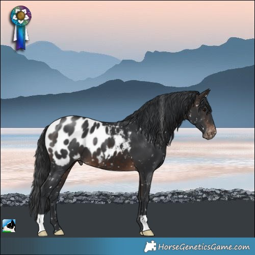 Horse Color:Brown Appaloosa