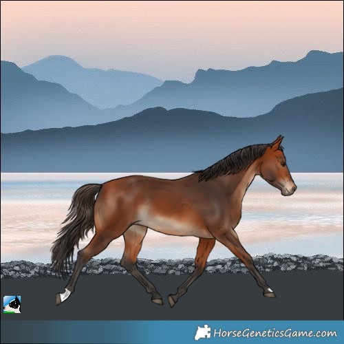 Horse Color:Bay Rabicano 