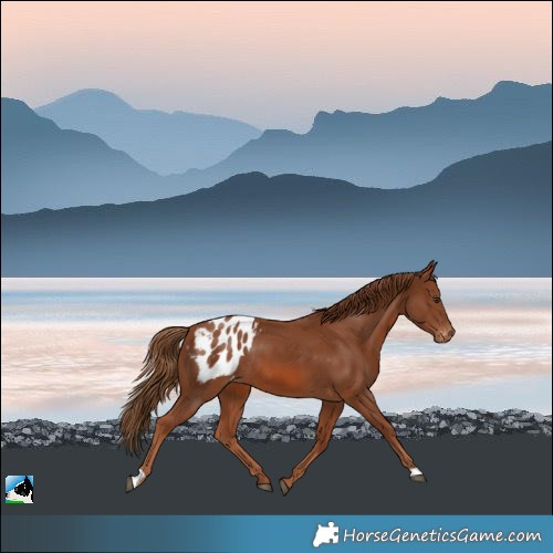 Horse Color:Chestnut Appaloosa Rabicano 