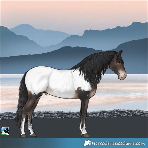 Horse Color:Brown Sabino Appaloosa Rabicano