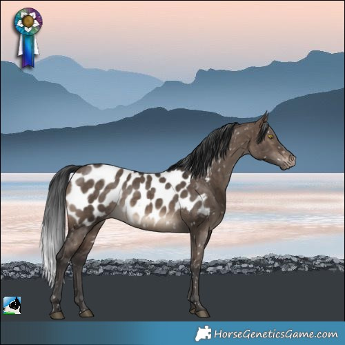 Horse Color:Brown Dun Appaloosa Rabicano Brindle