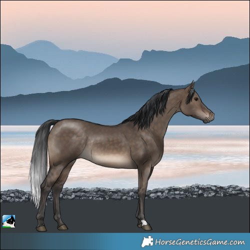 Horse Color:Brown Dun Rabicano 