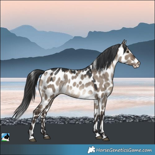 Horse Color:Brown Dun Appaloosa Rabicano 